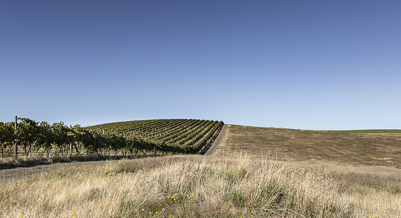 Fighting gully vineyard